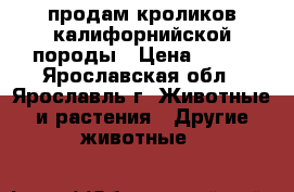 продам кроликов калифорнийской породы › Цена ­ 250 - Ярославская обл., Ярославль г. Животные и растения » Другие животные   